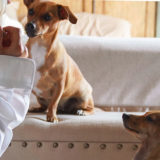 愛犬と一緒に受講するドッグトレーニングから、犬のしつけ、お散歩代行、LINE無料相談、ドッグホテル、ドッグ幼稚園、世田谷を中心に東京23区、神奈川、埼玉へ出張ドッグトレーニングサービスを提供しております。