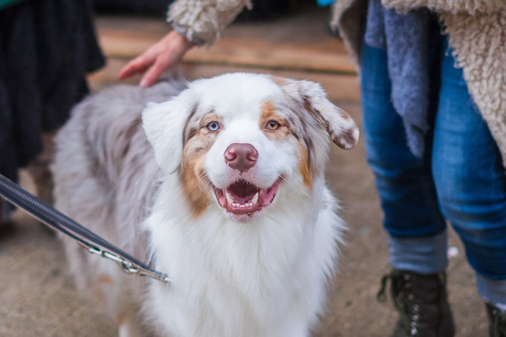 愛犬と一緒に受講するドッグトレーニングから、犬のしつけ、お散歩代行、LINE無料相談、ドッグホテル、ドッグ幼稚園、世田谷を中心に東京23区、神奈川、埼玉へ出張ドッグトレーニングサービスを提供しております。