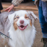 愛犬と一緒に受講するドッグトレーニングから、犬のしつけ、お散歩代行、LINE無料相談、ドッグホテル、ドッグ幼稚園、世田谷を中心に東京23区、神奈川、埼玉へ出張ドッグトレーニングサービスを提供しております。