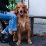 愛犬と一緒に受講するドッグトレーニングから、犬のしつけ、お散歩代行、LINE無料相談、ドッグホテル、ドッグ幼稚園、世田谷を中心に東京23区、神奈川、埼玉へ出張ドッグトレーニングサービスを提供しております。