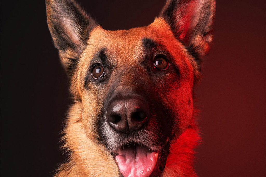 愛犬と一緒に受講するドッグトレーニングから、犬のしつけ、お散歩代行、LINE無料相談、ドッグホテル、ドッグ幼稚園、世田谷を中心に東京23区、神奈川、埼玉へ出張ドッグトレーニングサービスを提供しております。