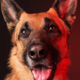 愛犬と一緒に受講するドッグトレーニングから、犬のしつけ、お散歩代行、LINE無料相談、ドッグホテル、ドッグ幼稚園、世田谷を中心に東京23区、神奈川、埼玉へ出張ドッグトレーニングサービスを提供しております。