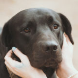 愛犬と一緒に受講するドッグトレーニングから、犬のしつけ、お散歩代行、LINE無料相談、ドッグホテル、ドッグ幼稚園、世田谷を中心に東京23区、神奈川、埼玉へ出張ドッグトレーニングサービスを提供しております。