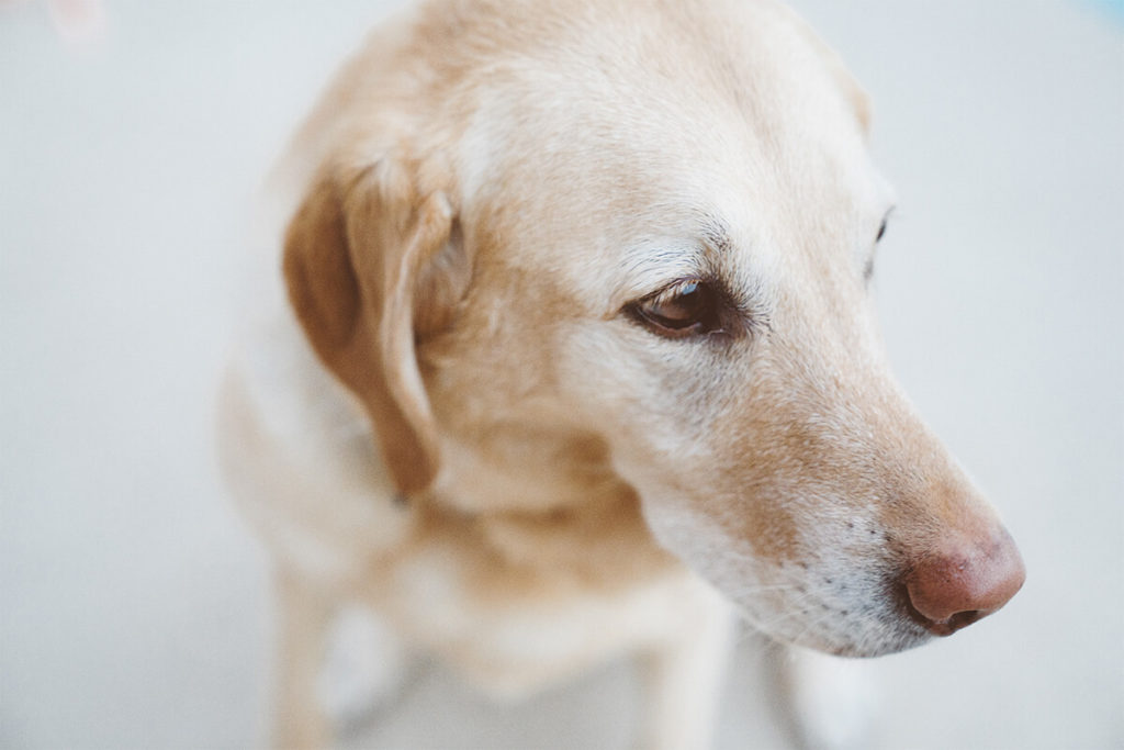 育犬（犬の世話）ノイローゼの症状等で飼えなくなった犬はどうなる?