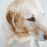 愛犬と一緒に受講するドッグトレーニングから、犬のしつけ、お散歩代行、LINE無料相談、ドッグホテル、ドッグ幼稚園、世田谷を中心に東京23区、神奈川、埼玉へ出張ドッグトレーニングサービスを提供しております。