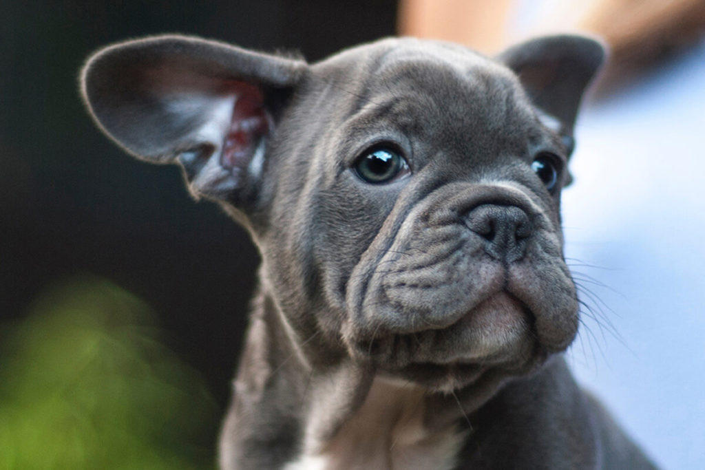 愛犬と一緒に受講するドッグトレーニングから、犬のしつけ、お散歩代行、LINE無料相談、ドッグホテル、ドッグ幼稚園、世田谷を中心に東京23区、神奈川、埼玉へ出張ドッグトレーニングサービスを提供しております。