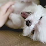 愛犬と一緒に受講するドッグトレーニングから、犬のしつけ、お散歩代行、LINE無料相談、ドッグホテル、ドッグ幼稚園、世田谷を中心に東京23区、神奈川、埼玉へ出張ドッグトレーニングサービスを提供しております。