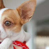 愛犬と一緒に受講するドッグトレーニングから、犬のしつけ、お散歩代行、LINE無料相談、ドッグホテル、ドッグ幼稚園、世田谷を中心に東京23区、神奈川、埼玉へ出張ドッグトレーニングサービスを提供しております。