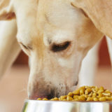 愛犬と一緒に受講するドッグトレーニングから、犬のしつけ、お散歩代行、LINE無料相談、ドッグホテル、ドッグ幼稚園、世田谷を中心に東京23区、神奈川、埼玉へ出張ドッグトレーニングサービスを提供しております。