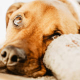 愛犬と一緒に受講するドッグトレーニングから、犬のしつけ、お散歩代行、LINE無料相談、ドッグホテル、ドッグ幼稚園、世田谷を中心に東京23区、神奈川、埼玉へ出張ドッグトレーニングサービスを提供しております。