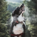 愛犬と一緒に受講するドッグトレーニングから、犬のしつけ、お散歩代行、LINE無料相談、ドッグホテル、ドッグ幼稚園、世田谷を中心に東京23区、神奈川、埼玉へ出張ドッグトレーニングサービスを提供しております。