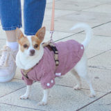 愛犬と一緒に受講するドッグトレーニングから、犬のしつけ、お散歩代行、LINE無料相談、ドッグホテル、ドッグ幼稚園、世田谷を中心に東京23区、神奈川、埼玉へ出張ドッグトレーニングサービスを提供しております。