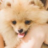 愛犬と一緒に受講するドッグトレーニングから、犬のしつけ、お散歩代行、LINE無料相談、ドッグホテル、ドッグ幼稚園、世田谷を中心に東京23区、神奈川、埼玉へ出張ドッグトレーニングサービスを提供しております。