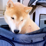 愛犬と一緒に受講するドッグトレーニングから、犬のしつけ、お散歩代行、LINE無料相談、ドッグホテル、ドッグ幼稚園、世田谷を中心に東京23区、神奈川、埼玉へ出張ドッグトレーニングサービスを提供しております。