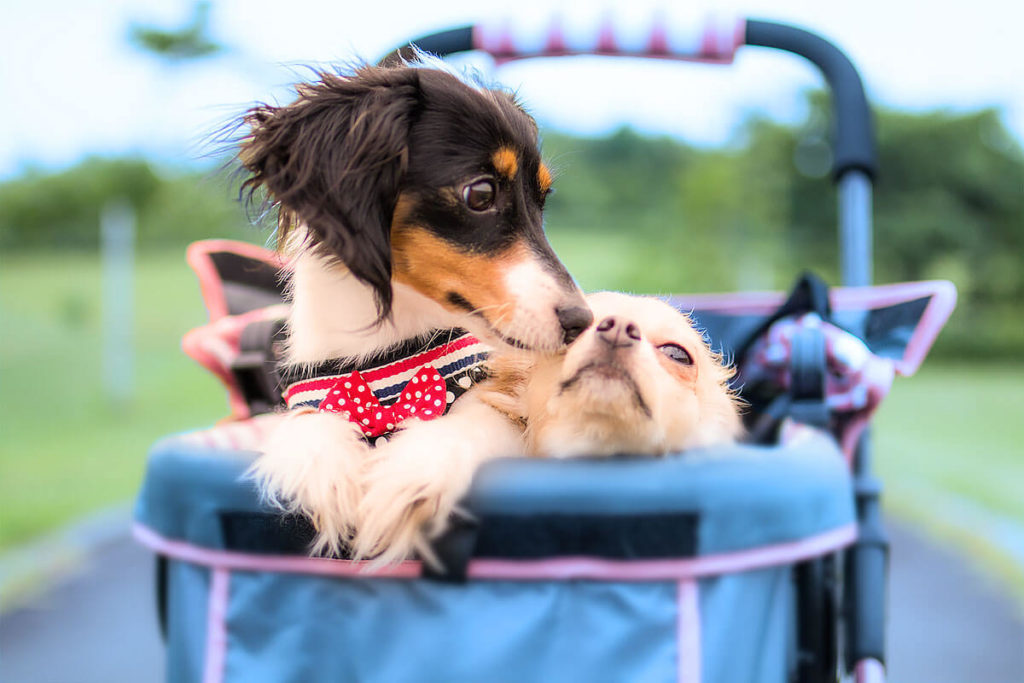 愛犬と一緒に受講するドッグトレーニングから、犬のしつけ、お散歩代行、LINE無料相談、ドッグホテル、ドッグ幼稚園、世田谷を中心に東京23区、神奈川、埼玉へ出張ドッグトレーニングサービスを提供しております。