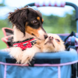 愛犬と一緒に受講するドッグトレーニングから、犬のしつけ、お散歩代行、LINE無料相談、ドッグホテル、ドッグ幼稚園、世田谷を中心に東京23区、神奈川、埼玉へ出張ドッグトレーニングサービスを提供しております。