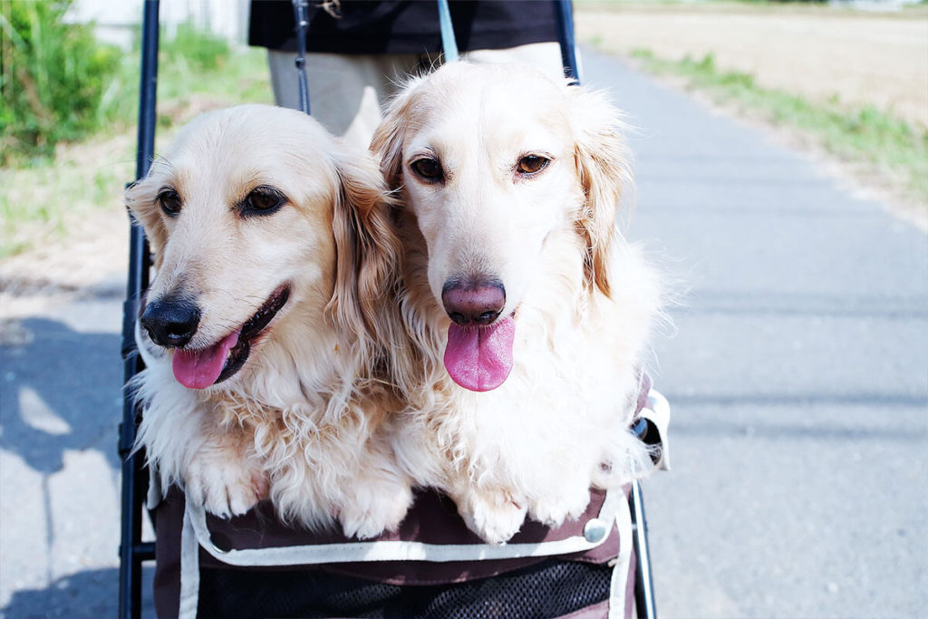 愛犬と一緒に受講するドッグトレーニングから、犬のしつけ、お散歩代行、LINE無料相談、ドッグホテル、ドッグ幼稚園、世田谷を中心に東京23区、神奈川、埼玉へ出張ドッグトレーニングサービスを提供しております。