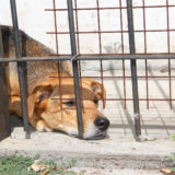 愛犬と一緒に受講するドッグトレーニングから、犬のしつけ、お散歩代行、LINE無料相談、ドッグホテル、ドッグ幼稚園、世田谷を中心に東京23区、神奈川、埼玉へ出張ドッグトレーニングサービスを提供しております。