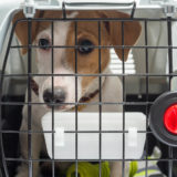 愛犬と一緒に受講するドッグトレーニングから、犬のしつけ、お散歩代行、LINE無料相談、ドッグホテル、ドッグ幼稚園、世田谷を中心に東京23区、神奈川、埼玉へ出張ドッグトレーニングサービスを提供しております。