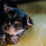 食糞の原因は1つではなかった!食糞の原因と辞めさせる方法