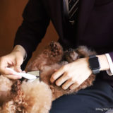 HAGU幼稚園,トーレーニング,世田谷区と文京区で愛犬と一緒に受講するドッグトレーニングから、プロトレーナーによるトイレのしつけ、マナー他、ご自宅までお伺いする出張ドッグトレーニングサービス、お散歩代行、LINE無料相談、ドッグホテル、ドッグ幼稚園、短期間お預かりトレーニング、初回カウンセリングご相談後オリジナルメニューをお作りいたします。犬のしつけハグ