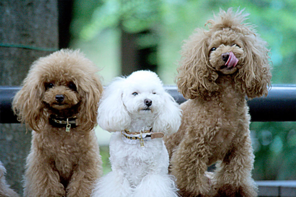 犬のトリミングはいつから？世田谷区と文京区で愛犬と一緒に受講するドッグトレーニングから、プロトレーナーによるトイレのしつけ、マナー他、ご自宅までお伺いする出張ドッグトレーニングサービス、お散歩代行、LINE無料相談、ドッグホテル、ドッグ幼稚園、短期間お預かりトレーニング、初回カウンセリングご相談後オリジナルメニューをお作りいたします。犬のしつけハグ