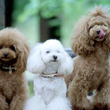 犬のトリミングはいつから？世田谷区と文京区で愛犬と一緒に受講するドッグトレーニングから、プロトレーナーによるトイレのしつけ、マナー他、ご自宅までお伺いする出張ドッグトレーニングサービス、お散歩代行、LINE無料相談、ドッグホテル、ドッグ幼稚園、短期間お預かりトレーニング、初回カウンセリングご相談後オリジナルメニューをお作りいたします。犬のしつけハグ