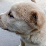 白い犬可愛い! 世田谷区と文京区で愛犬と一緒に受講するドッグトレーニングから、プロトレーナーによるトイレのしつけ、マナー他、ご自宅までお伺いする出張ドッグトレーニングサービス、お散歩代行、LINE無料相談、ドッグホテル、ドッグ幼稚園、短期間お預かりトレーニング、初回カウンセリングご相談後オリジナルメニューをお作りいたします。犬のしつけハグ