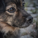 犬に食べさせてはいけないチョコレート中型犬とは？世田谷区と文京区で愛犬と一緒に受講するドッグトレーニングから、プロトレーナーによるトイレのしつけ、マナー他、ご自宅までお伺いする出張ドッグトレーニングサービス、お散歩代行、LINE無料相談、ドッグホテル、ドッグ幼稚園、短期間お預かりトレーニング、初回カウンセリングご相談後オリジナルメニューをお作りいたします。犬のしつけハグ