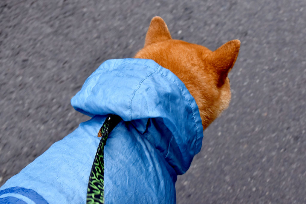 雨の日のお散歩は、必要ありません。普段から室内での運動不足の解消法や室内でまったり過ごせるようトレーニングにお悩みでしたら東京の世田谷区と文京区でドッグトレーニング、犬のしつけハグでご相談ください。無料LINE相談も！