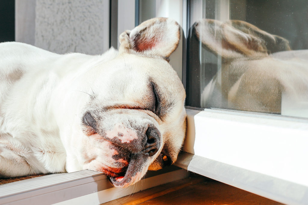 犬も夏バテになる 症状と予防法夏場にはサマーカットをおすすめ 犬のしつけハグ
