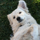 夏に多い犬の皮膚病とは？原因、種類と予防法