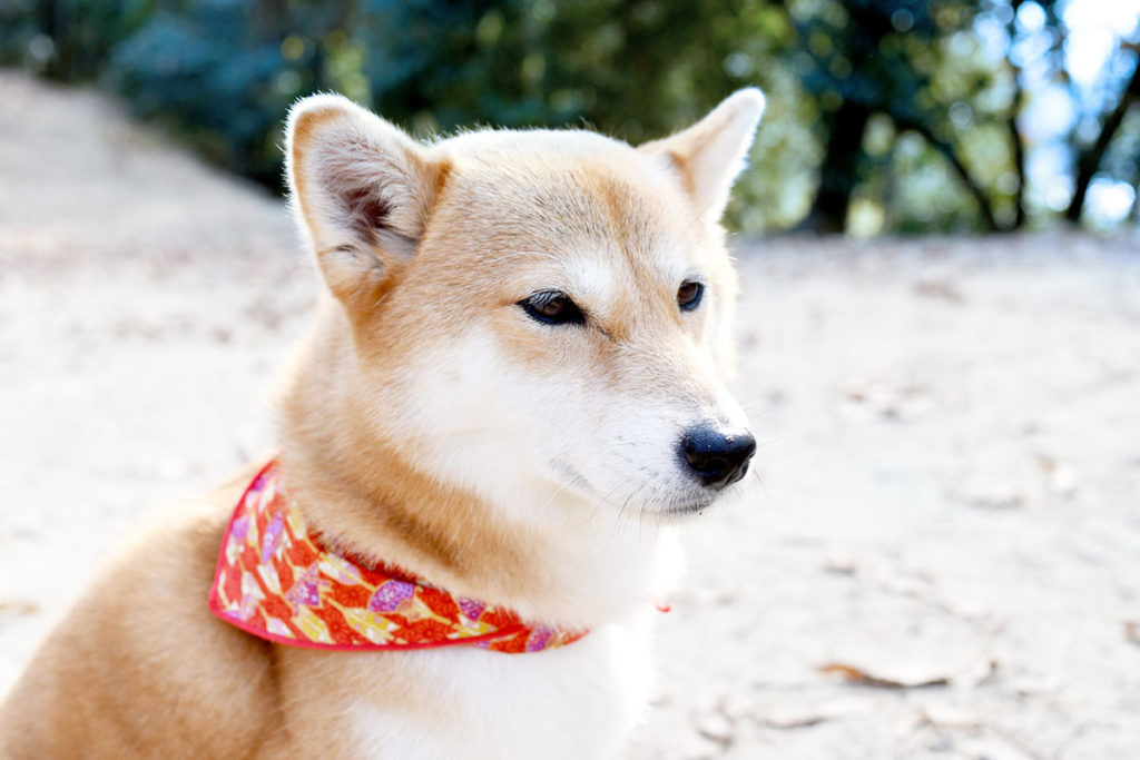 愛犬の夏のお散歩、熱中症応急処置と対策方法は東京の世田谷区と文京区でドッグトレーニング、犬のしつけハグで無料LINE相談