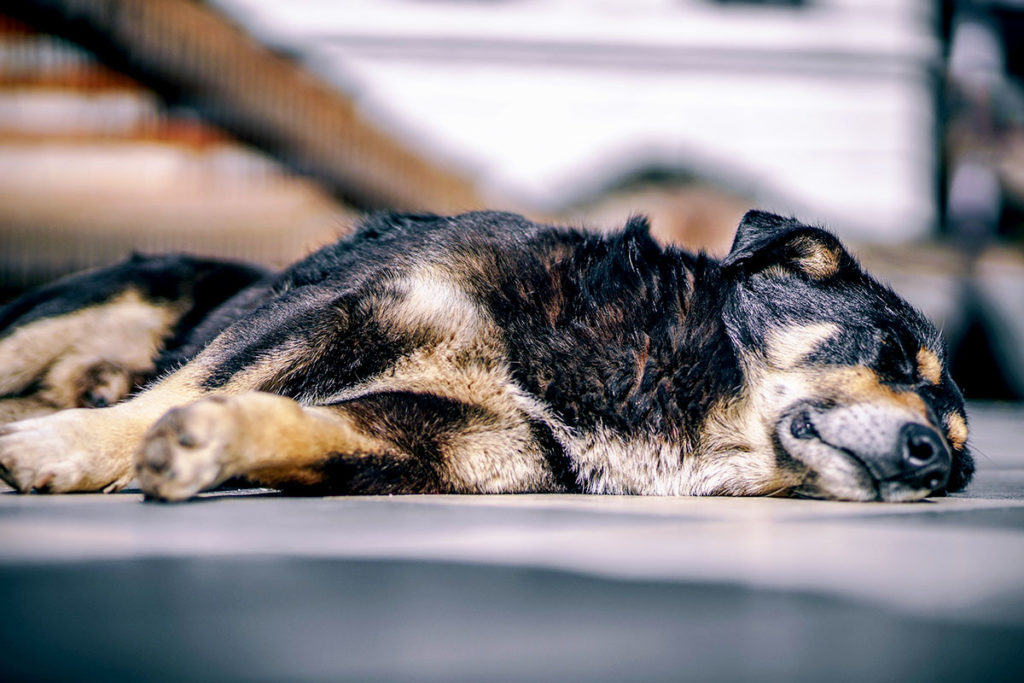 愛犬の夏のお散歩、熱中症応急処置と対策方法は東京の世田谷区と文京区でドッグトレーニング、犬のしつけハグで無料LINE相談