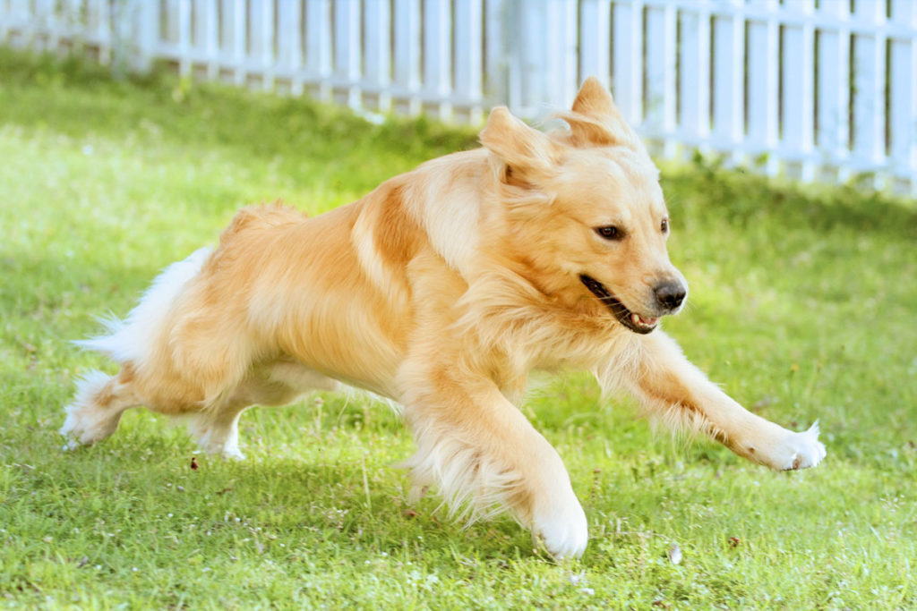 東京の世田谷区と文京区のプロドッグトレーナー24時間常駐の犬のしつけハグでトレーニング中のドッグランで走る犬