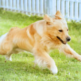 東京の世田谷区と文京区のプロドッグトレーナー24時間常駐の犬のしつけハグでトレーニング中のドッグランで走る犬