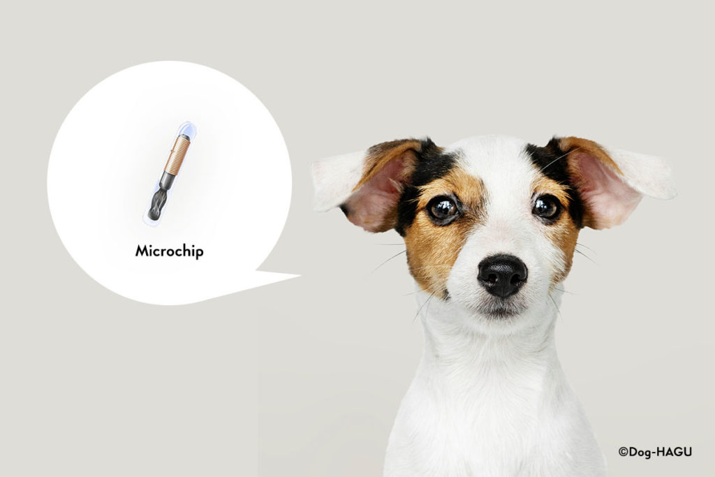 犬のマイクロチップって何 装着が義務付けデータ登録費用更に装着費用は 犬のしつけハグ