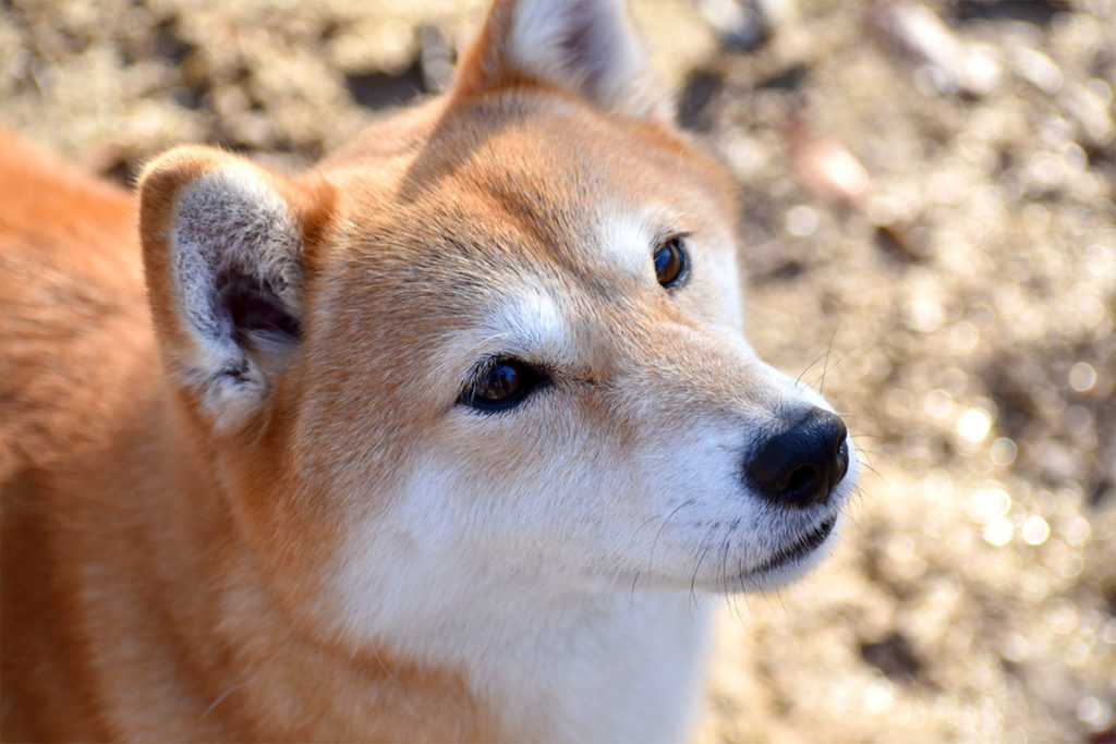 海外で人気 レディー ガガの愛犬は 柴犬 日本犬が愛される４つの理由 犬のしつけハグ