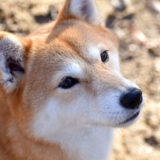 【日本犬が海外で人気!】レディー・ガガの愛犬は柴犬ザギトワ選手は秋田犬日本犬が愛される4つの理由