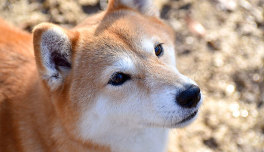 日本犬が海外で人気！日本犬が愛される４つの理由