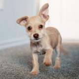 犬の知能は?どの犬種でも200位の言葉を理解できるようになります