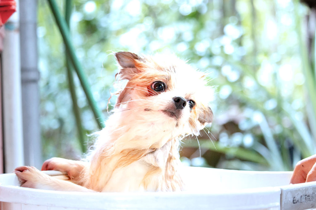 犬のお風呂・シャワー嫌いを治す方法