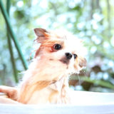 犬のお風呂・シャワー嫌いを治す方法