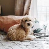 一人暮らしで犬を飼いたい人が知っておきたい！犬と快適に暮らす物件を探すコツ