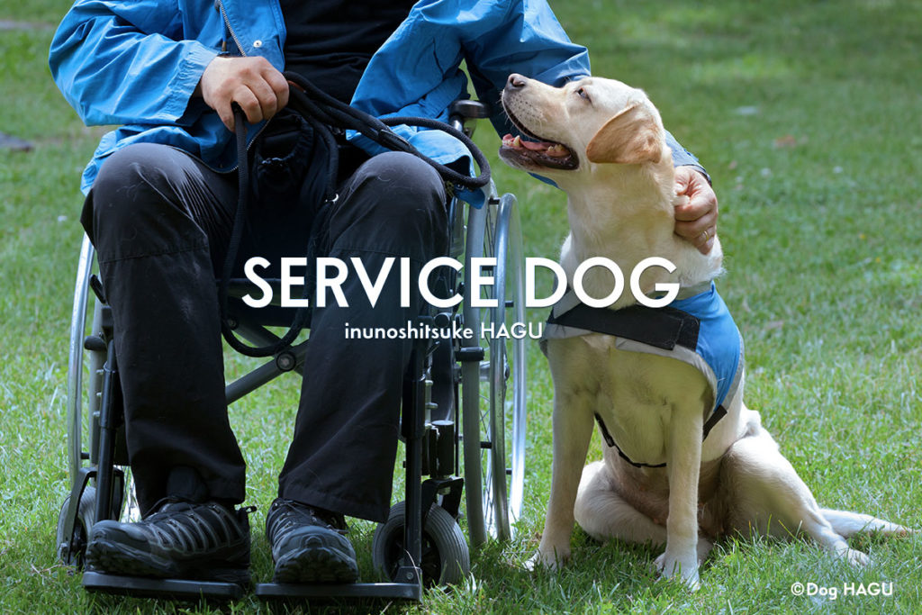 犬のお仕事 介助犬ってすごい 盲導犬 聴導犬 介助犬の犬種は 犬のしつけハグ
