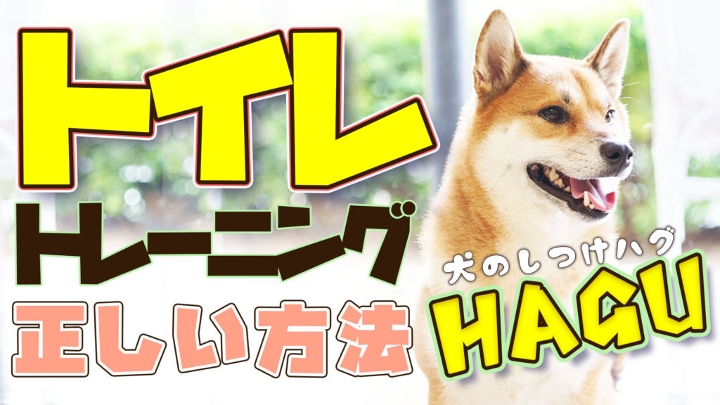 【犬のしつけ専門家 解説】犬のお困りごとNo.1！トイレトレーニングの正しい方法