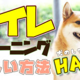 【犬のしつけ専門家 解説】犬のお困りごとNo.1!トイレトレーニングの正しい方法