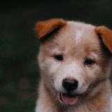 犬の行動で分かる心理状態や健康上の問題と問題行動8つ【まとめ】カナーン・ドッグ