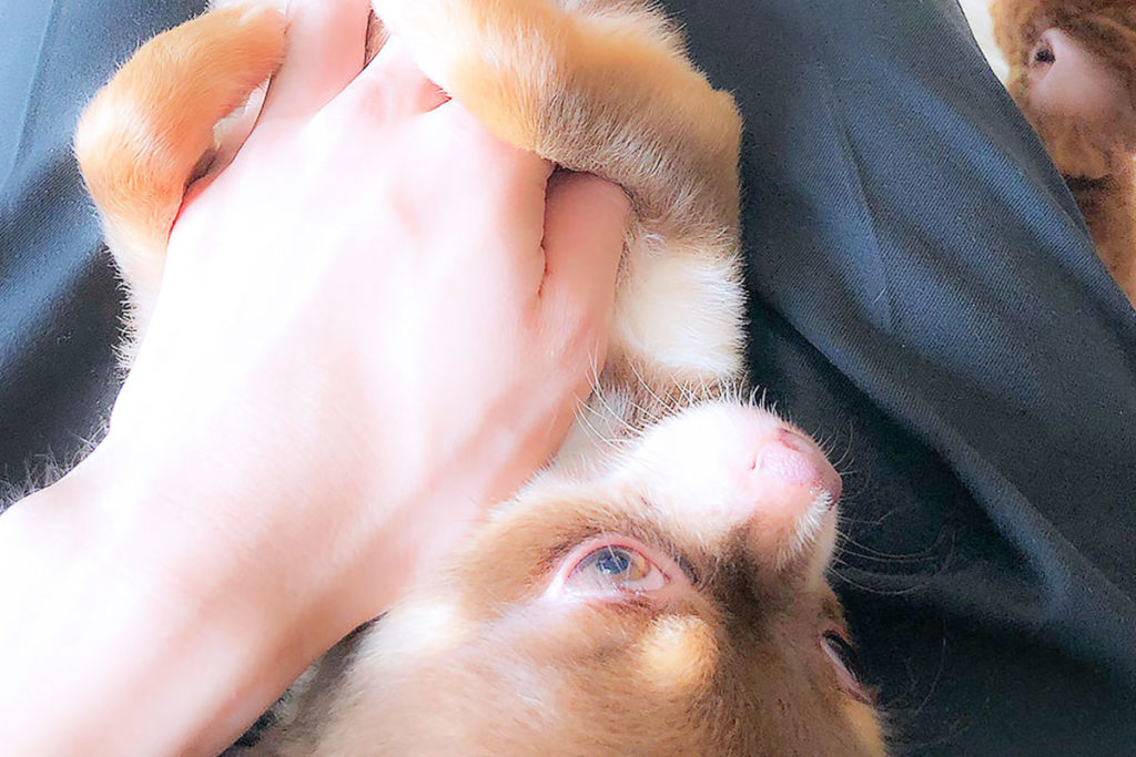 愛犬にマッサージをしよう!簡単3ステップで健康になれる!