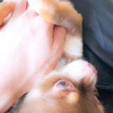 愛犬にマッサージをしよう！簡単3ステップで健康になれる！